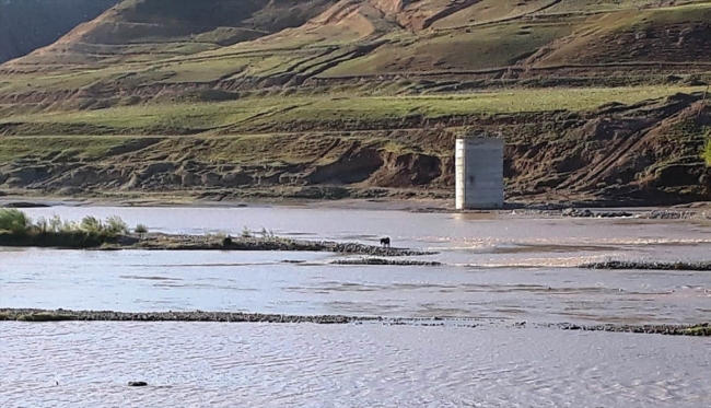 Dicle Nehri'ndeki adacıkta 10 gündür mahsur kalan eşek kurtarıldı